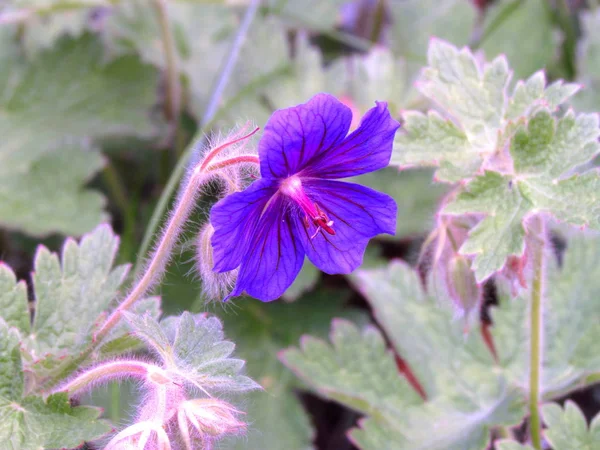 Violette Blüte der Geraniengewächse aus nächster Nähe — Stockfoto