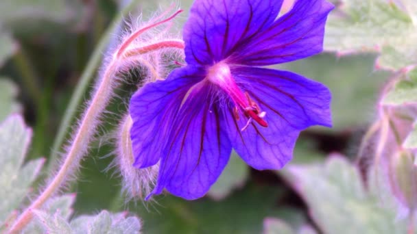 Geranium blossom video close up. Sharping, zooming, pistil and stamen detail, — Stock Video