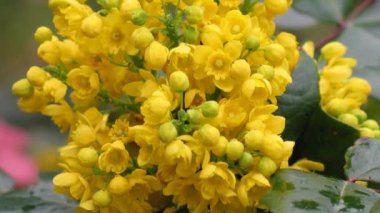 Ayrıntı Sarı çiçekli çalılar mahonia - Mahonia aquifolium. Kadar sharping, yakınlaştırma, önümüzdeki nazik akışı video çiçeği yakın