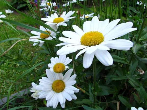 Daisy blomma nÃ ¤ra, vita blommor i trÃ ¤dgÃ ¥rden — Stockfoto