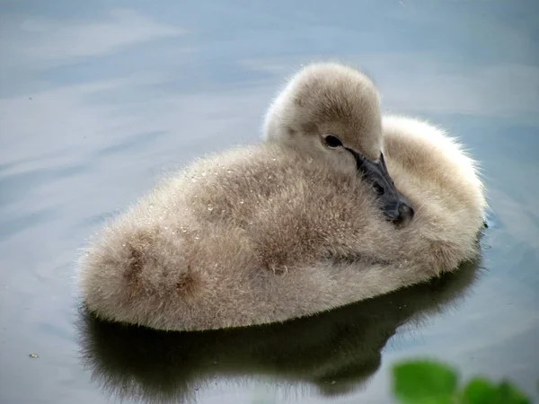 Junger Schwan an der Wasseroberfläche. Cygnet ruht in einem Teich. niedliches Vogelbaby — Stockfoto