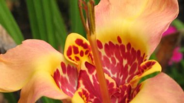 Tigridia, Meksika soğanlı bitki, yaz çiçek sarı ve kırmızı renkli. Bahçe Bitkileri satışı video, reklam kadar kapatın