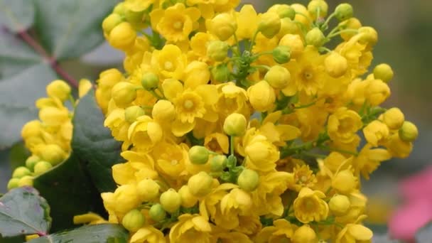 Λεπτομέρεια κίτρινη ανθοφορία θάμνους mahonia - Mahonia aquifolium. Βίντεο άνθος κλείστε επάνω, sharping, η μεγέθυνση, η απαλή ροή του ταξιανθία — Αρχείο Βίντεο