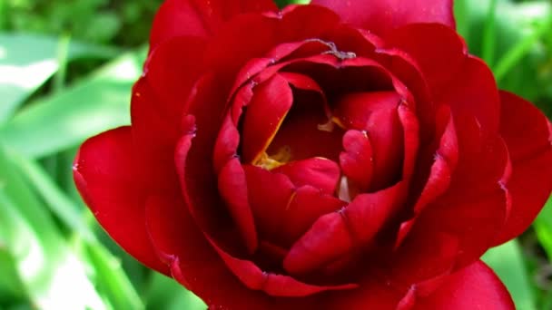 Close up of red full-flowered tulip moving in a mild breeze, cultivated species — Stock Video