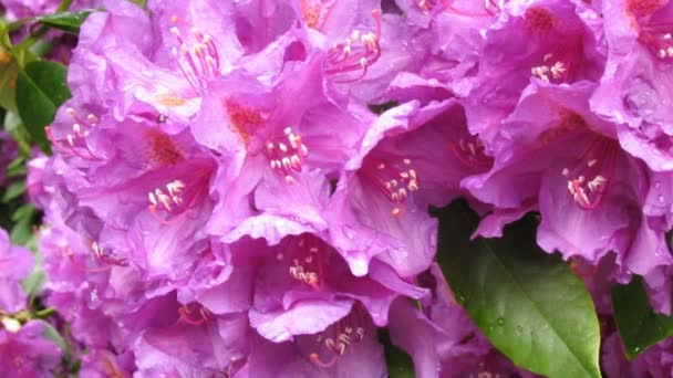 Flor de rododendro rosa escuro close-up, detalhe com gotas de chuva em pétalas, afiação, zoom — Vídeo de Stock