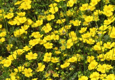 Potentilla tabernaemontani, sarı bahar çiçeği, küçük çiçek