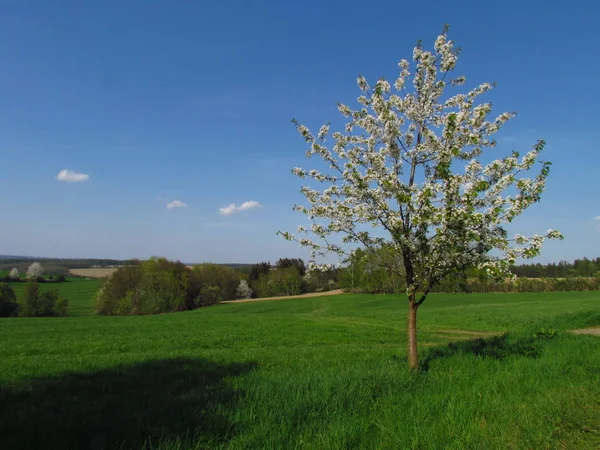 Spring landscape with a small flowering tree on the edge of a green meadow, young cherry — Stock Photo, Image