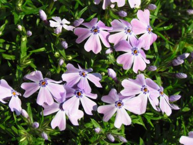 Phlox, pembe varyant, düşük kapak bitki, çiçek detay, küçük rosa çiçekleri