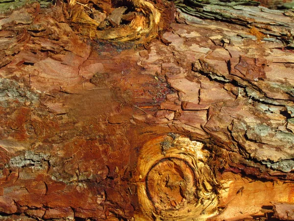 Çam kırmızıkabuğu detayı, knags ile doğal detaylı doku, yakın çekim — Stok fotoğraf