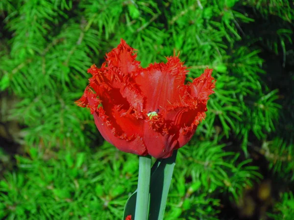 Tam çiçekli kırmızı lale, çiçek tırtıklı kenar ile zengin çiçeği — Stok fotoğraf