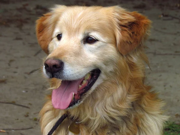 Beige dog, crossbreed of golden retriever, close-up of head — Stock Photo, Image