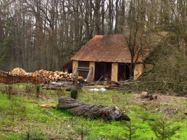 Ormanın kıyısındaki eski baraka, ısınmak için odun hazırlıyor.