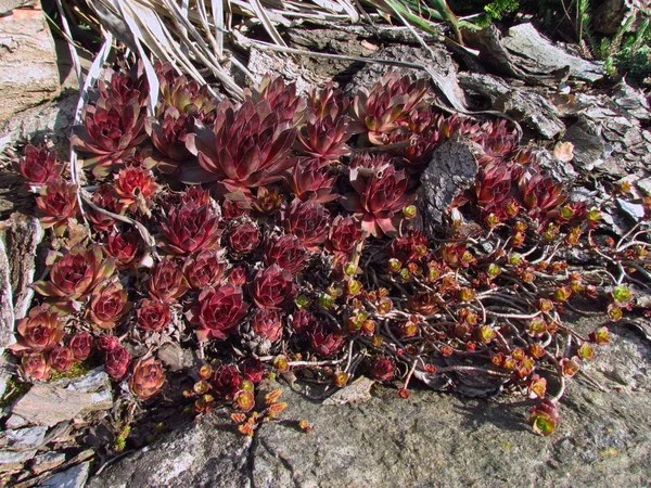 Houseleeks, nombre latino Sempervivum, familia Crassulaceae, cultivar colorido de planta de jardín popular —  Fotos de Stock