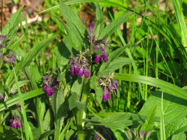 Pulmonaria officinalis, diğer adı lungwort, mor çiçek, tıbbi bitki