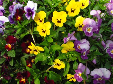 Pansy, botanik adı Viola wittrockiana, aile violaceae