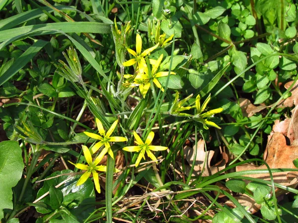 Gagea lutea, även kallad gul stjärna-i-Betlehem, växt av familjen Liliaceae, gul vårblomma — Stockfoto