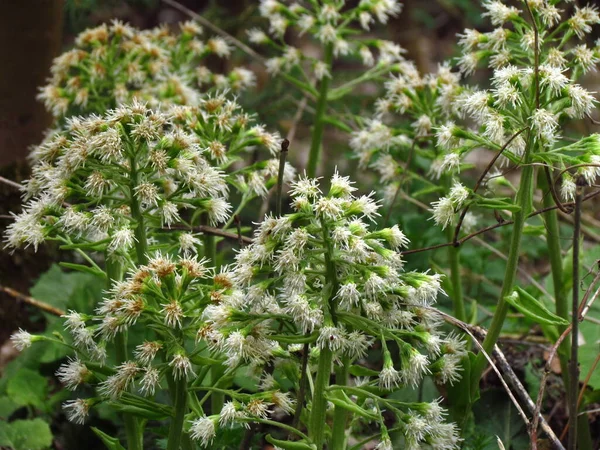 Белый бур, петуний альбус, лекарственные травы, весенний цветок — стоковое фото