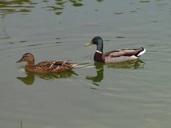 Wildenten-Weibchen und -Männchen schwimmen auf Teich — Stockfoto