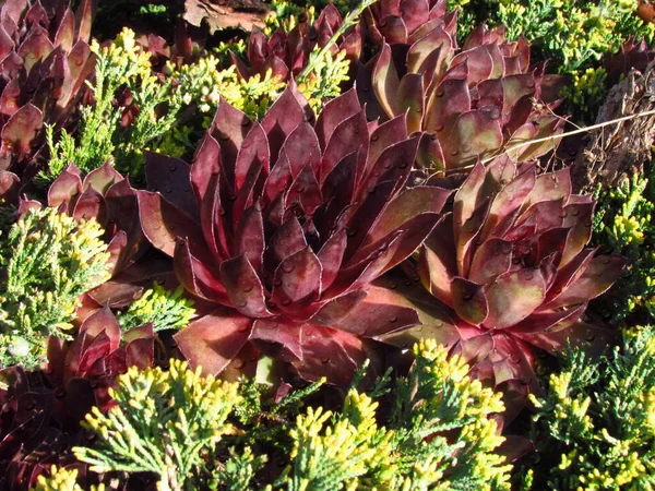 Houseleeks, Latin name Sempervivum, Crassulaceae family, colorful cultivar of popular garden plant — Stock Photo, Image