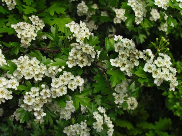 Crataegus monogyna. подробности боярышника кустарник, ohter распространенные имена oneseed боярышник, или односеменной боярышник, белый цветок кустарника, лечение сердечной недостаточности — стоковое фото