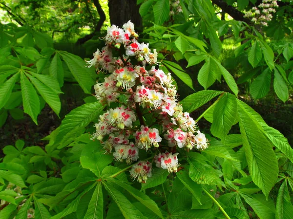 Szczegóły kwitnący kasztan drzewo w wiosenny. Nazwa łacińska: Aesculus hippocastanum, — Zdjęcie stockowe