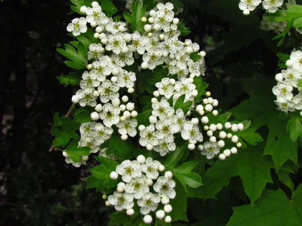 Подробности боярышника куст, Crataegus monogyna, ohter общие имена oneseed боярышник, или односеменной боярышника, белый цветок кустарника, лечение сердечной недостаточности — стоковое фото