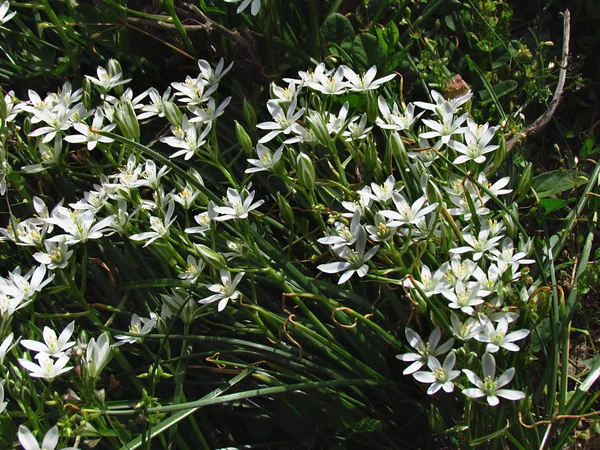 Ornithogalum umbellatum, Estrella de Belén, lirio de hierba, siesta al mediodía, dama de once oclock, ramo de flores blancas —  Fotos de Stock