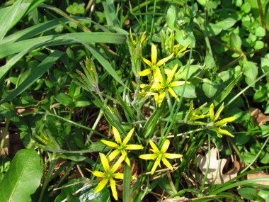 Beytüllahim 'in sarı yıldızı, botanik adı Gagea lutea, aile zambağı bitkisi, sarı bahar çiçeği.