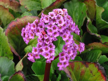 Pembe bahçe çiçeği Bergenia cordifolia Bergenia crassifolia, badan, Sibirya çayı açan.