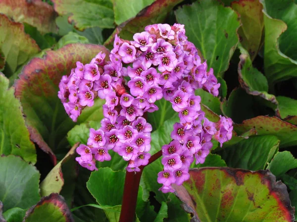 Розовый цветок Bergenia cordifolia Bergenia crassifolia, бадан, цветущий сибирский чай . — стоковое фото