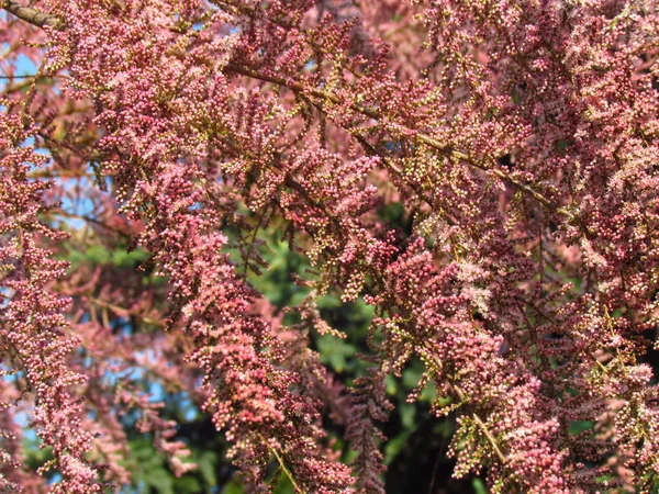 Розовые цветущие кустарниковые ветви Tamarix parviflora, детали ветви с маленькими цветами, доза — стоковое фото