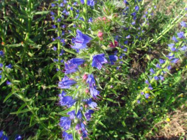 Echium vulgare known as vipers bugloss or blueweed, blue flowering plant, close up
