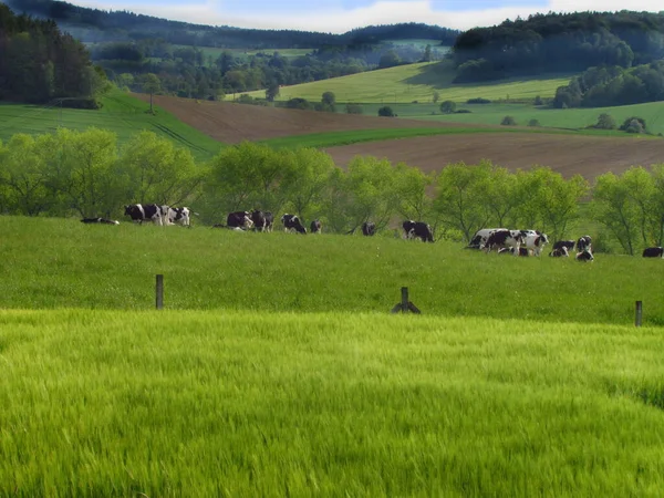 Verão paisagem montanhosa com pastoreio de gado, agricultura, criação de vacas, produção de alimentos orgânicos — Fotografia de Stock