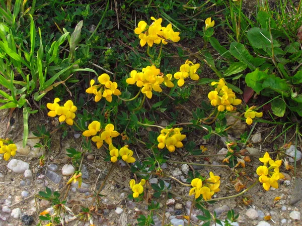 Lotus corniculatus - inglés birds-foot trefoil, yellow blossom in summer — Foto de Stock