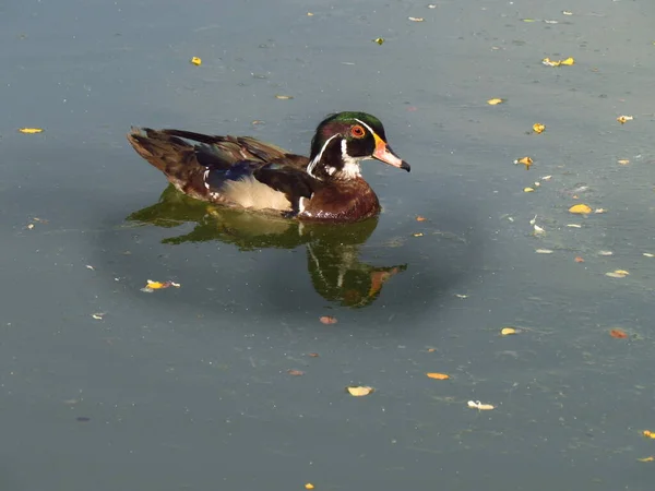 Colorful male of wood duck, named also Carolina duck, zoological name Aix sponsa. small ornamental duck.