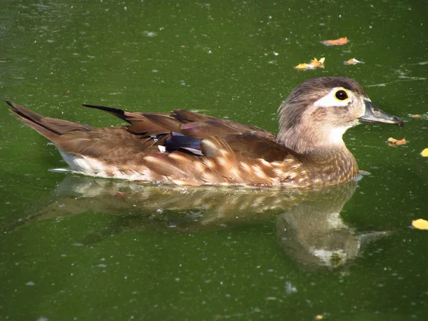 Carolina duck, colorful female of wood duck, named also Carolina duck, zoological name Aix sponsa, small ornamental duck.