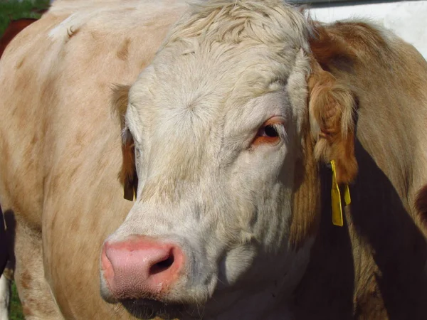 Beige cow, head closeup, animal portrait. Cattle breeding in countryside, meat production, bio products — ストック写真