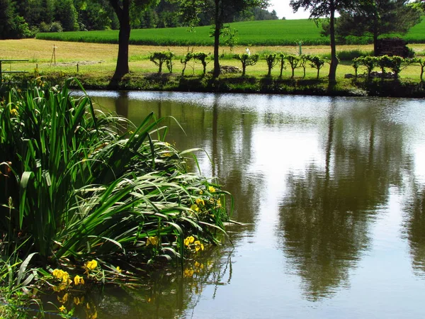 Природные уголки с прудом, цветущие желтые ирисы, спокойные природные пейзажи с водной поверхностью — стоковое фото