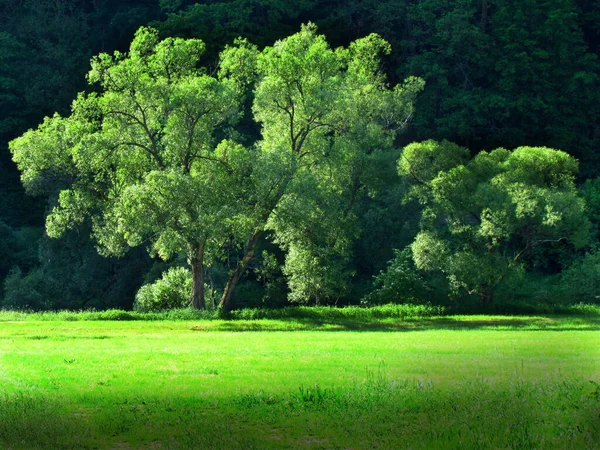 Salici verdi sul lato del prato, paesaggio con grandi alberi in forte sole pomeridiano — Foto Stock