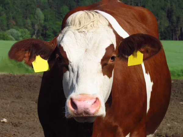 Barna-fehér pöttyös tehén, közel a tehénfejhez. gazdálkodás, szarvasmarha-tenyésztés, vidék, — Stock Fotó