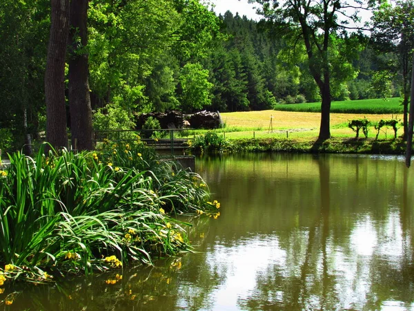 Paisaje natural con estanque, iris amarillos florecientes, naturaleza hermosa naturaleza muerta — Foto de Stock