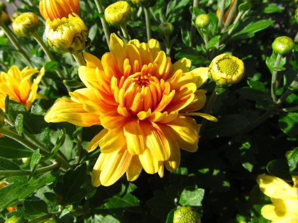 Chrysanthemum, other names mums or chrysanth, close-up of ye llow and orange flowerhead and buds, autumn flower, — Stock Photo, Image