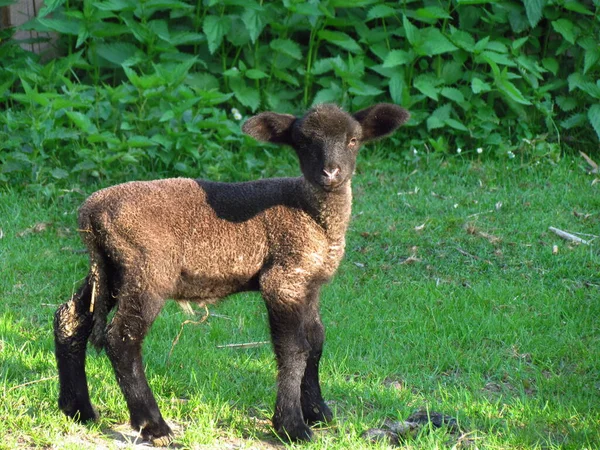 Kíváncsi szép kis sötét barna bárány zöld fű, gazdálkodás, családi farm — Stock Fotó