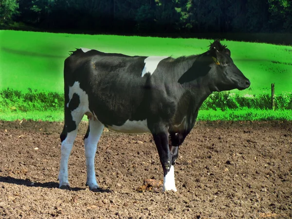 Vaca manchada de preto e branco na borda de um prado — Fotografia de Stock