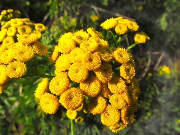 Tanacetum vulgare also known as common tansy, bitter buttons, cow bitter, or golden button, close up of blossom — Stock Photo, Image