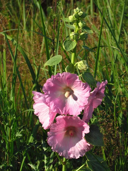 マルバアルセア英語のmallow,医療植物のピンクの花,内臓の炎症のために使用,咳, — ストック写真