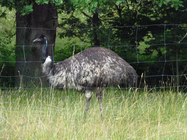 果蝇（Dromaius novaehollandiae），也被命名为emu，一种来自澳大利亚的大型无飞行鸟类 — 图库照片
