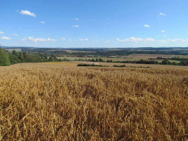 Vidék érett zab mezővel, dombos táj a horizonton — Stock Fotó