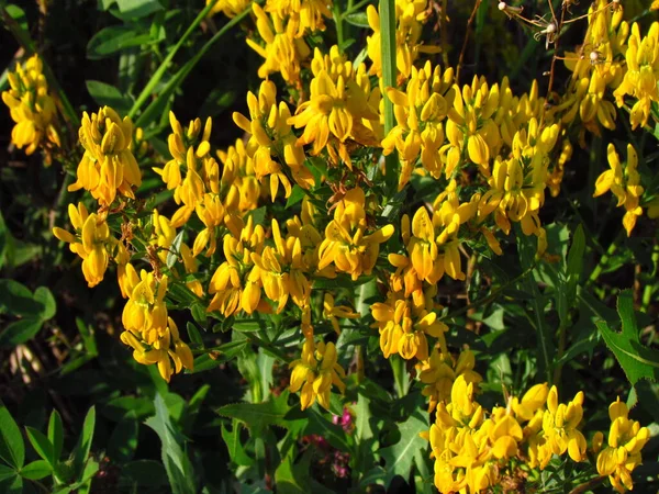 Genista tinctoria, corantes ingleses verde erva daninha ou tinturas vassoura, arbusto selvagem florescendo amarelo, usado para a produção de um corante amarelo — Fotografia de Stock