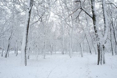 Snow winter park after blizzard, cold weather